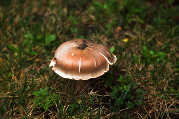 Mushroom