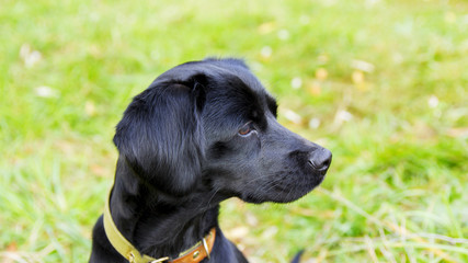beautiful spaniel dog in the summer grass