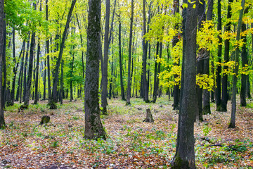 yellow-green autumn oak forest