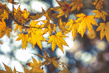 Fototapeta na wymiar Selective focus on beautiful maple leaves in autumn