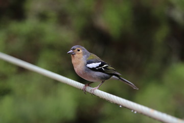 Fototapeta premium Common Chaffinch