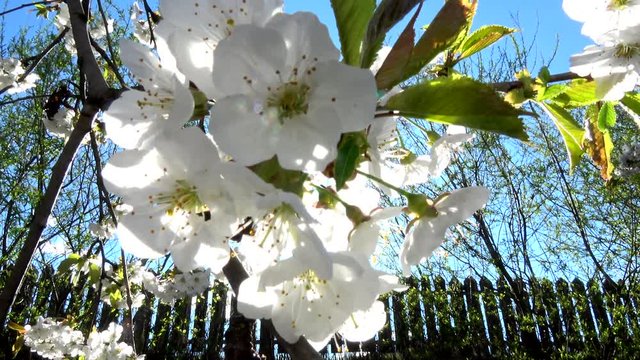 Apfelbl&uuml;te in April
