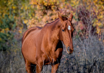 A red horse posing for a portrait on a background of autumn foliage