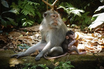 Monkeys in the Sacred Monkey Temple, Ubud, Bali