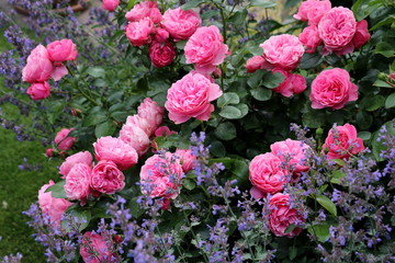 Rose Leonardo da Vinci in Pink  und Katzenminze im Sommergarten