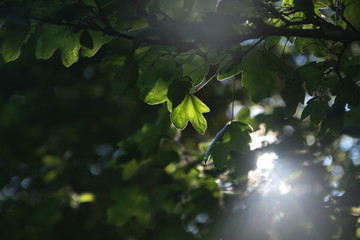 light and leafs