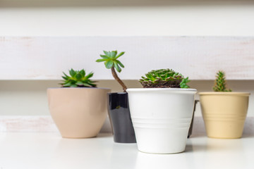 Small succulent plants in pots in home interior
