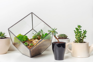 mini succulent garden in glass florarium