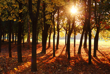 Beautiful park with sunshine in autumn