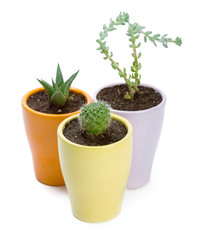 succulents plant in pot on white background