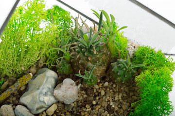 Succulent plant natural background