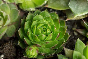 Succulent plant natural background