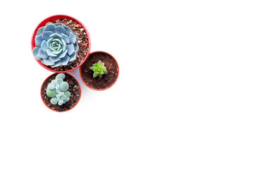arrangement of succulents  on a table