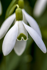 Fototapeta premium Snowdrop