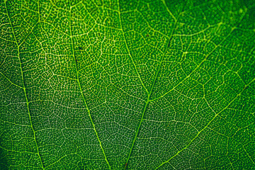Green leaves background 3