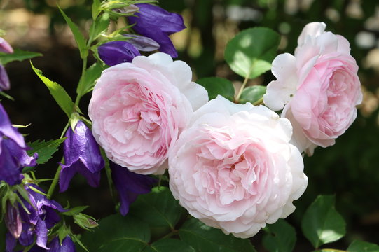 englische Rose  Olivia Rose Austin und Japan-Glockenblume (Campanula punctata) 