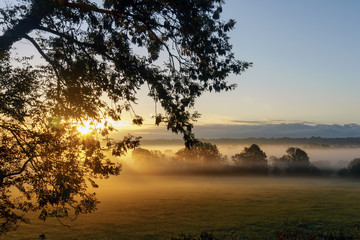 Sunrise in summer fog tree and landscape