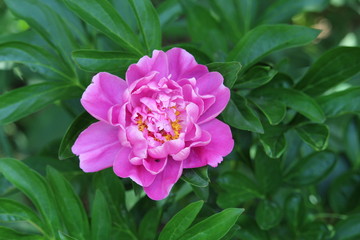 Double Pink Peony