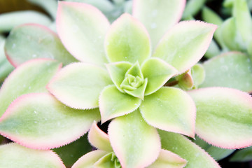 beautiful succulent plant in greenhouse. Top view.