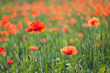 Flowers of red poppies bloom in the field