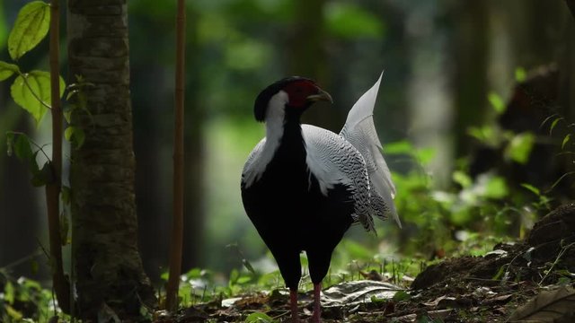 Silver Pheasant Birds in Thailand and Southeast Asia.