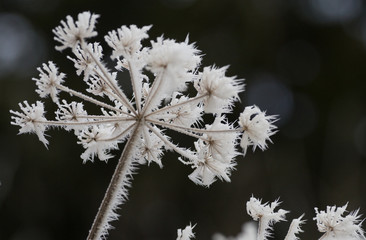 Frosted seed head