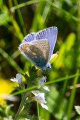 Common Blue butterfly on Eyebright