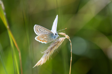 Common Blue butterfly on grass seed