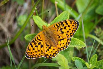 Dark Green Fritillary butterfly on greenery
