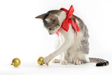 cat wearing red ribbon playing with christmas balls on white background