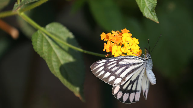 Mariposa Jezabel com&uacute;n en los jardines colgantes de Bombay, India