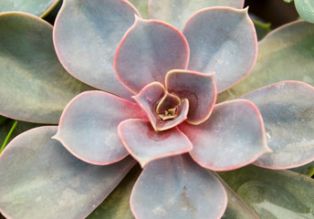 beautiful succulent plant in greenhouse. Top view.