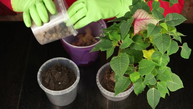 Replanting of a plant a poinsettia – the Christmas flower