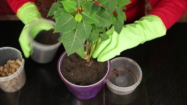 Replanting of a plant a poinsettia – the Christmas flower