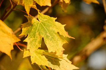 autumn leaf