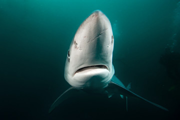 Naklejka premium blue shark, prionace glauca, South Africa
