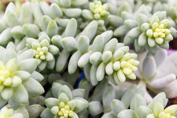 beautiful succulent plant in greenhouse