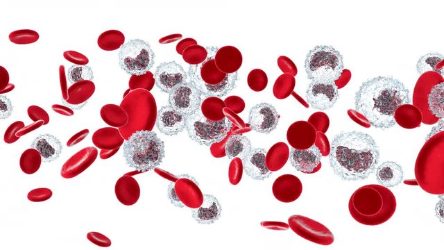 Anatomically correct Erythrocytes and Monocyte cells flowing in the blood stream on a white background.
