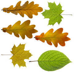 Colorful and bright background made of fallen autumn leaves.