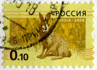 RUSSIA - CIRCA 2008: Stamp printed in RUSSIA showing hare Bunny circa 2008.