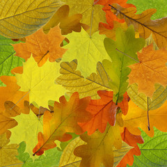 Naklejka na ściany i meble Colorful and bright background made of fallen autumn leaves.