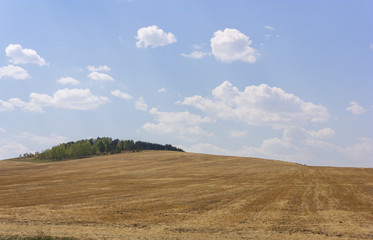 Fototapeta na wymiar Rolling Farm Hills of Wheat Crop Fields on Sunny Summer Day