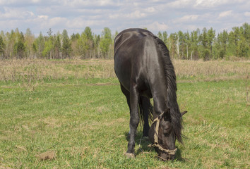 Portrait of a black horse on a background of green grass