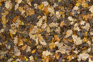 Colorful and bright background made of fallen autumn leaves.