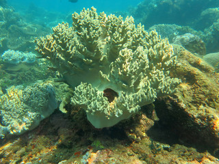 Thriving  coral reef alive with marine life and shoals of fish,