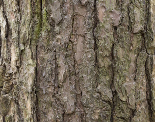 The bark of pine tree, background.