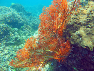 Fototapeta na wymiar Thriving coral reef alive with marine life and shoals of fish,
