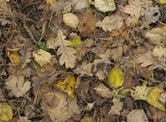 Colorful and bright background made of fallen autumn leaves.