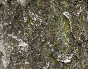 The bark of pine tree, background.