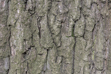 The bark of pine tree, background.